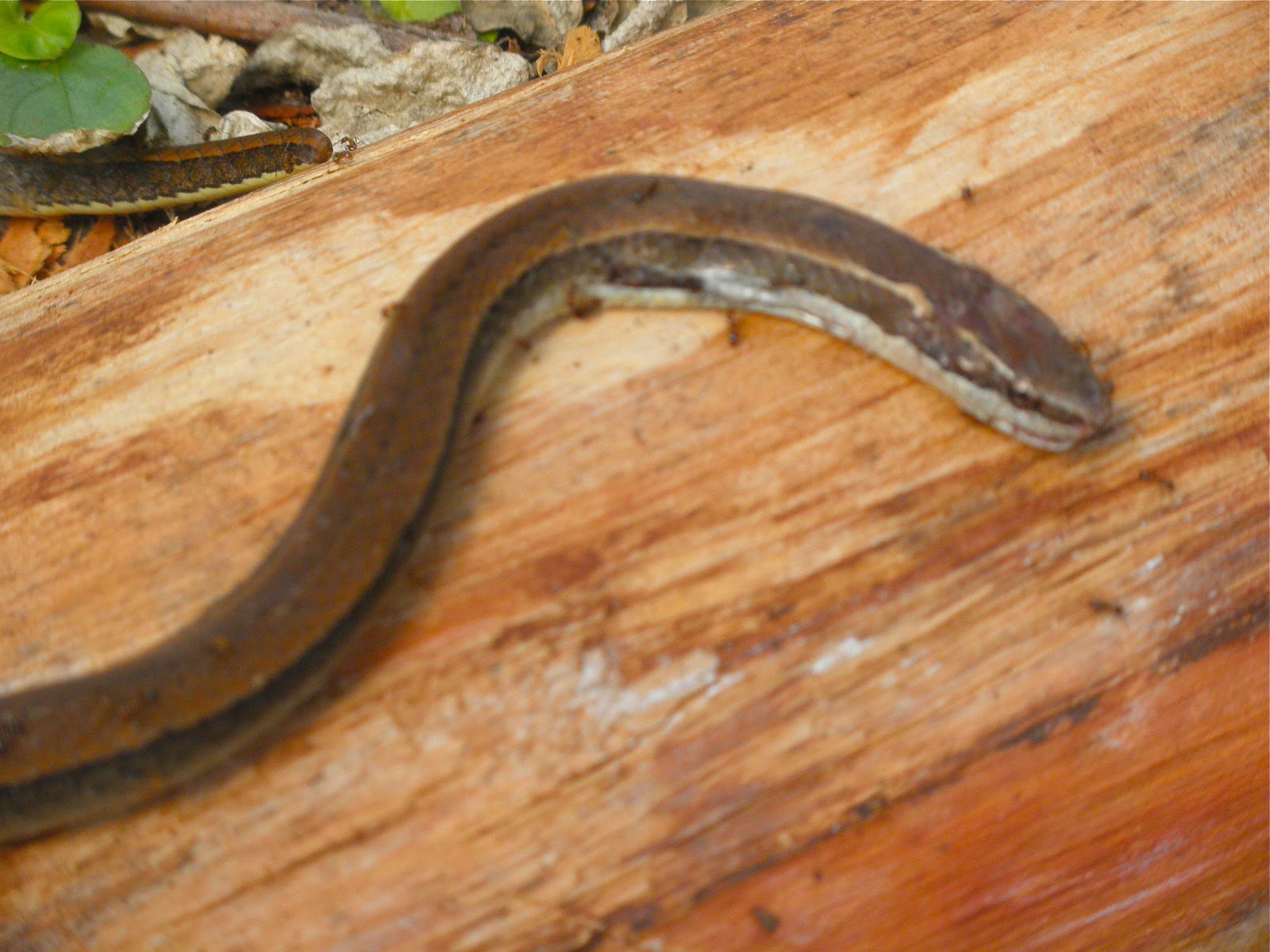 Moment to Moment Snakes and compost