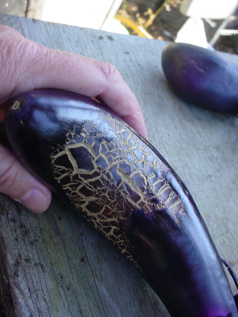 Garden of Discovery Eggplant Anxieties