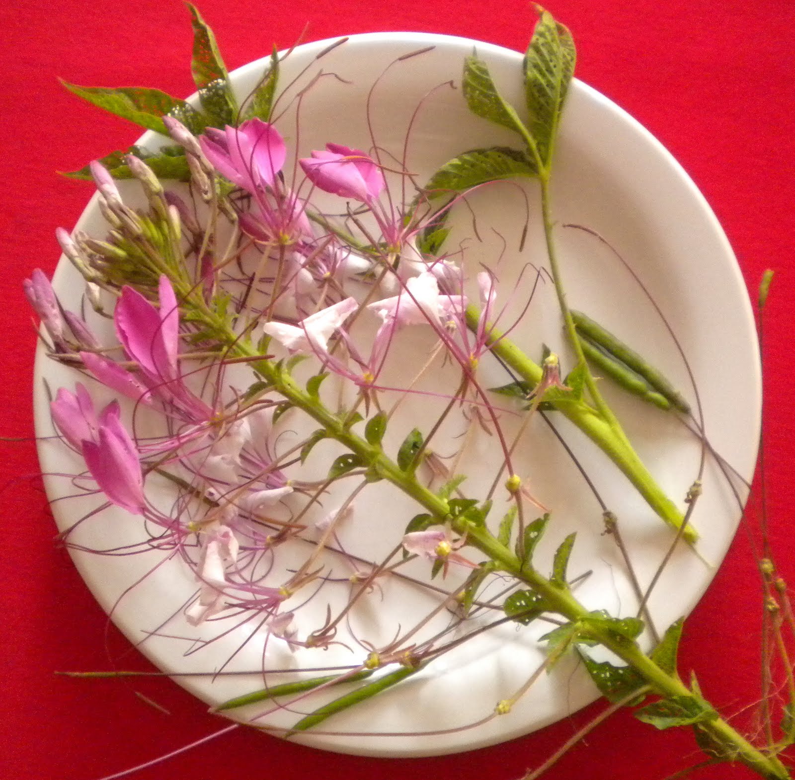 Argentina nativa: Flor de araña (Cleome hassleriana)