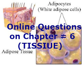 Online Questions on Chapter =  6 ( TISSIUE) 