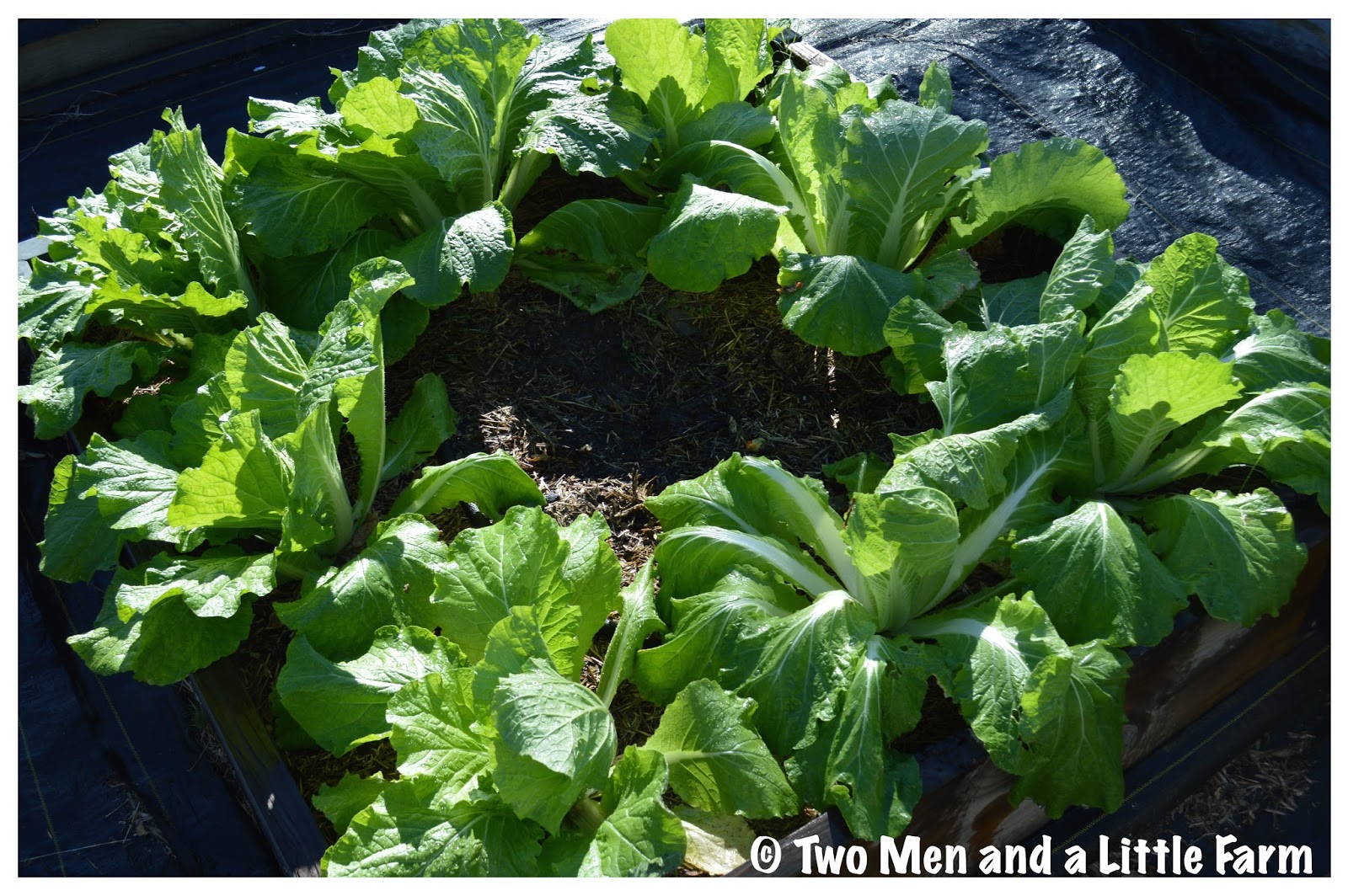 Two Men and a Little Farm MORE FALL HARVESTING
