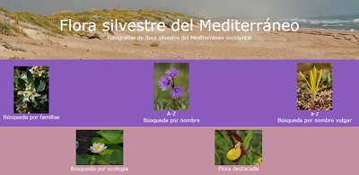 http://www.florasilvestre.es/mediterranea/