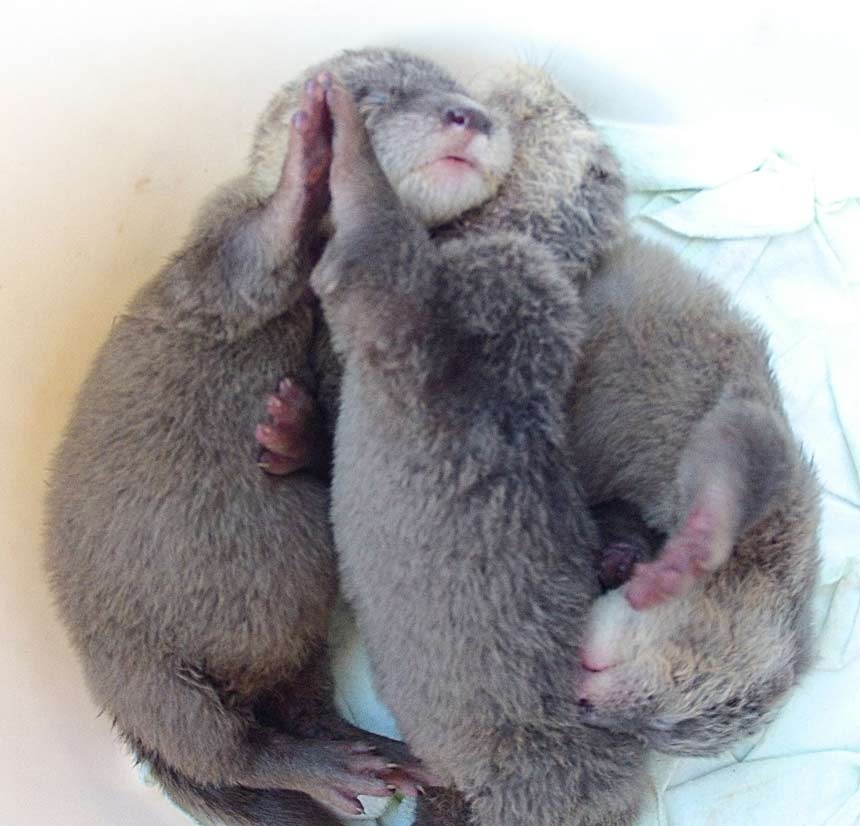 Save Turtle Bay Palawan Otters of Turtle Bay