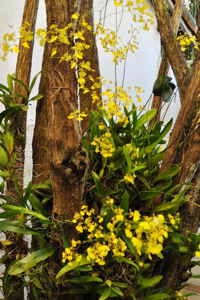 Paixão por orquídeas - Meu orquidário: Chuva de ouro - Oncidium