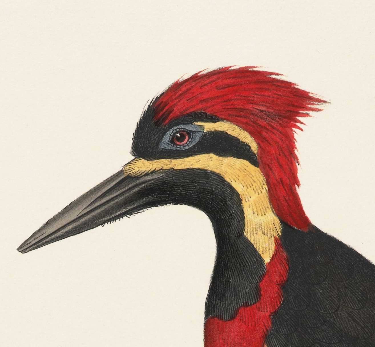 ornithology illustration - woodpecker