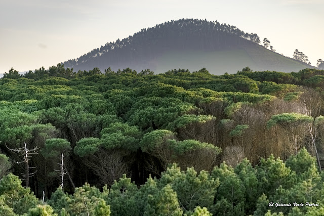 Bosque de Pino Marítimo, Dunas de Liencres - Cantabria, por El Guisante Verde Project