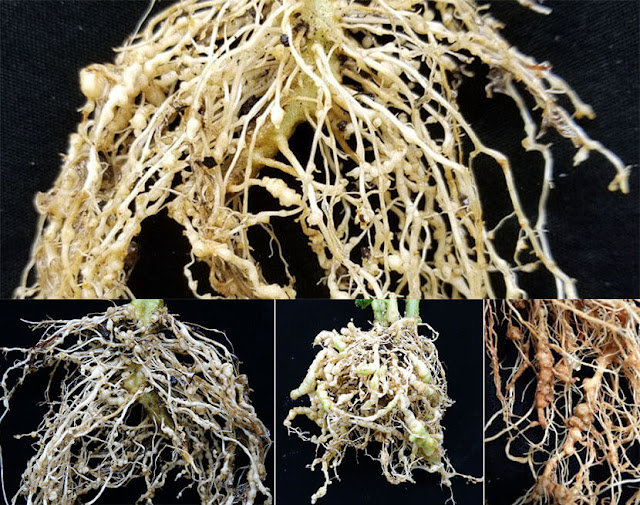 root knot nematodes in tomato farm