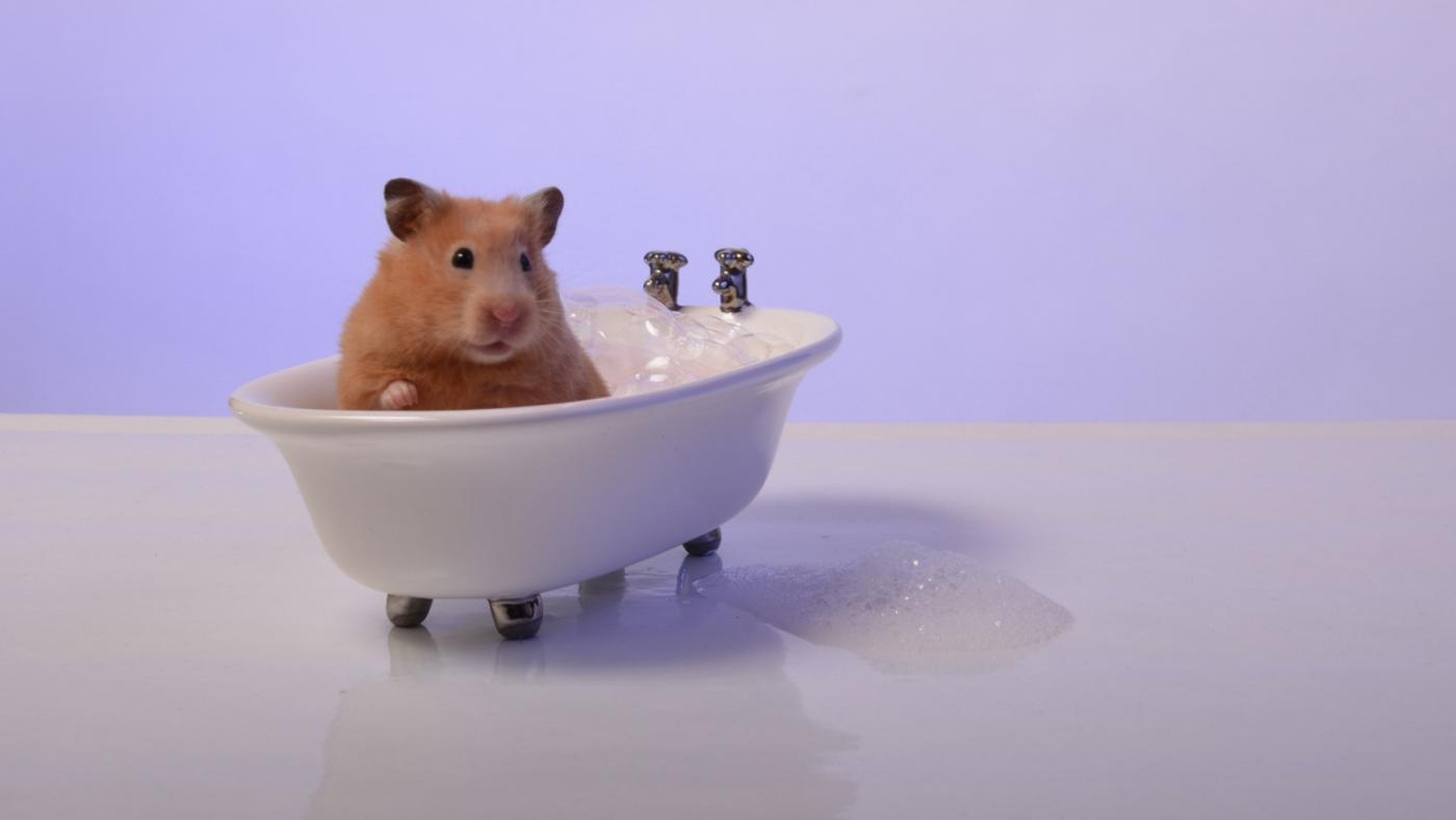 Можно мыть хомяков водой. Ванна для хомяка. Хомяк моется. Мышь в ванной. Хомяк в ванной.