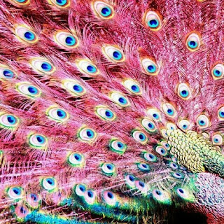 صور طاووس , أجمل صور الطاووس