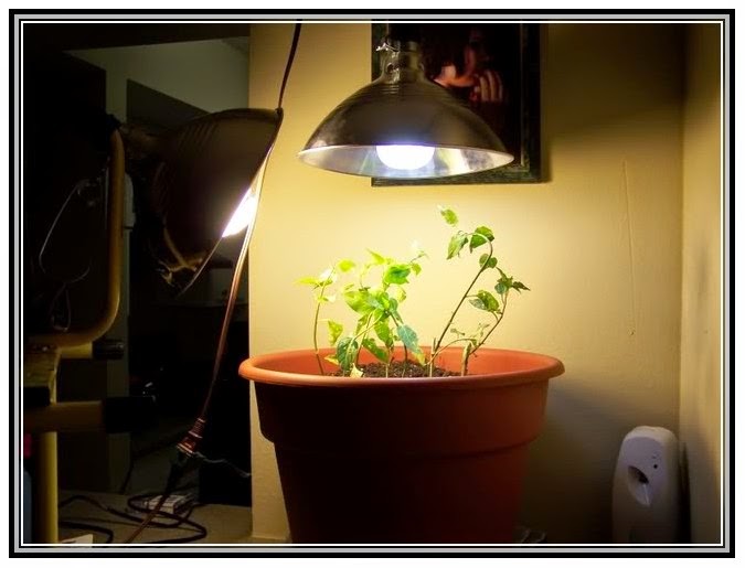 July 2014 Lamps Image Gallery