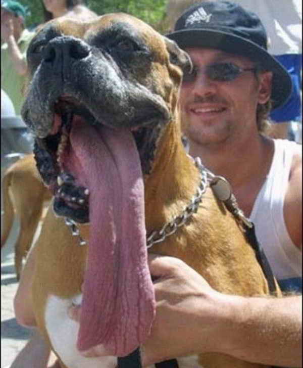 Dogs_Longest_Tongue_09.jpg