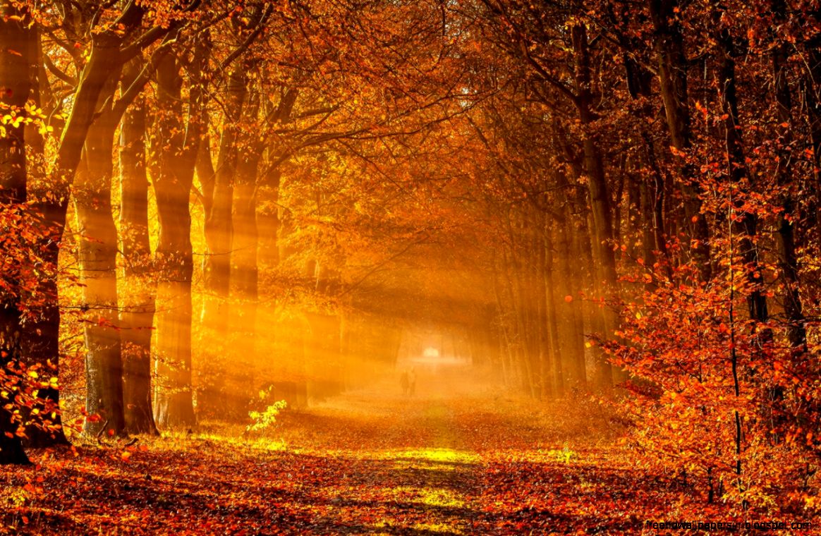 Autumn Wallpaper   Autumn Wallpaper 35867755   Fanpop