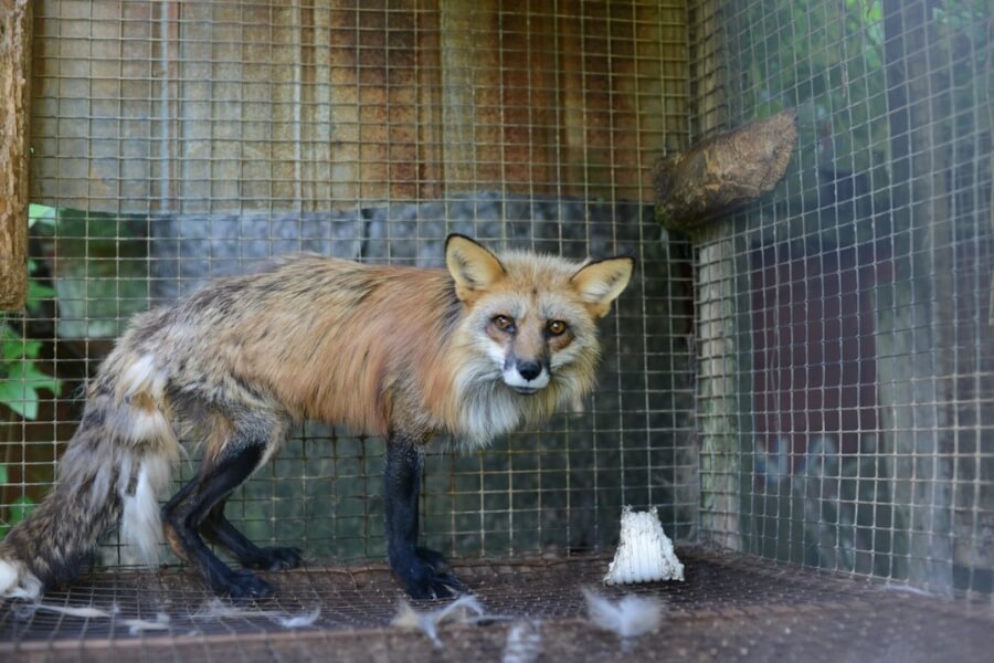 California Became The First State To Ban The Sale Of Animal Fur