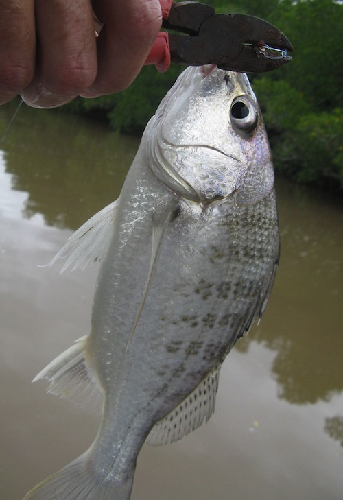 Fiskeblogg en fiskedagbok Artsgalleri