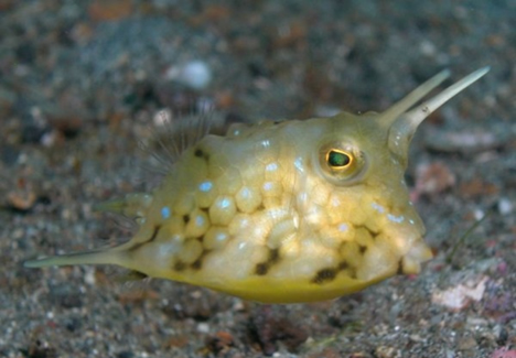Fish Wallpapers: Longhorn Cowfish Photos
