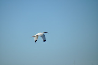 white ibis flying in blue sky
