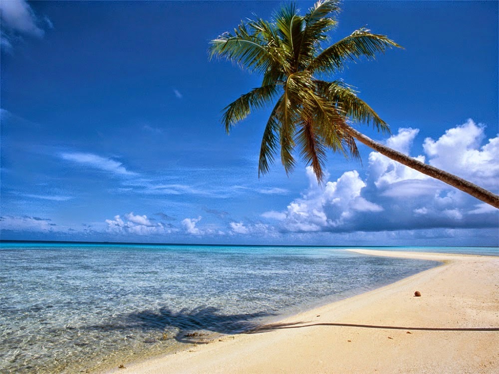 Palm Beach Trees Around The World