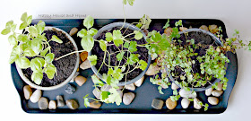 planting herbs, how to plant herbs, grow herbs