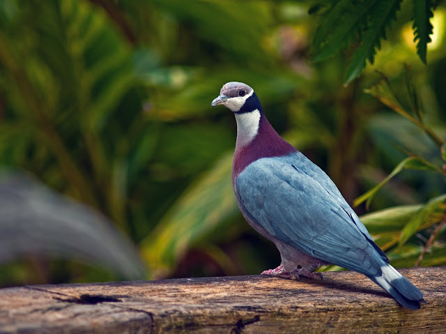 صور حمام