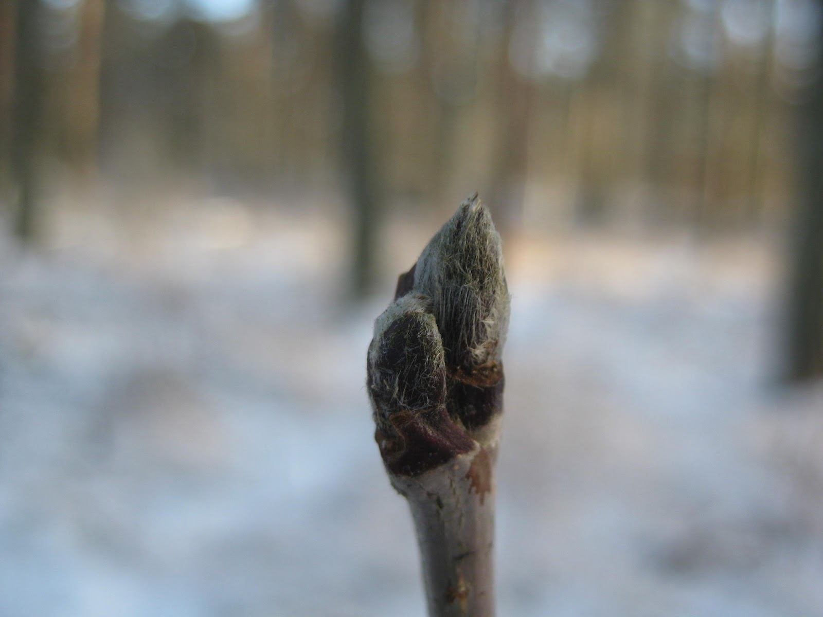 När vi mötte Mulle: Knoppisar