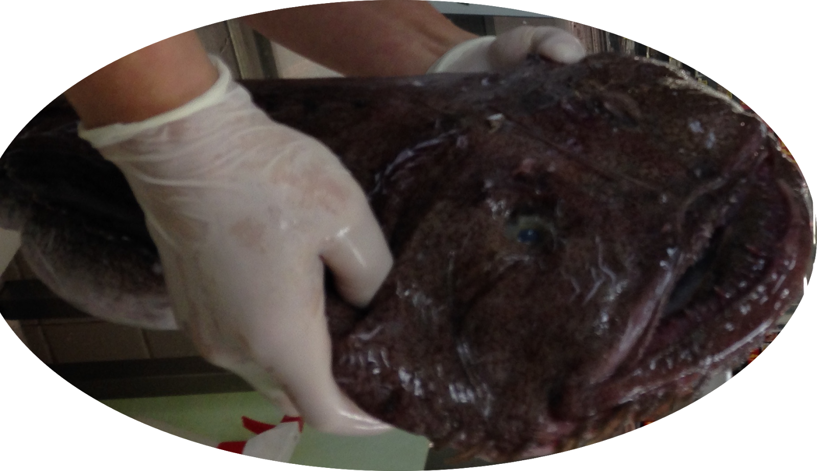 お魚情報サイト 鮟鱇 アンコウ Monkfish