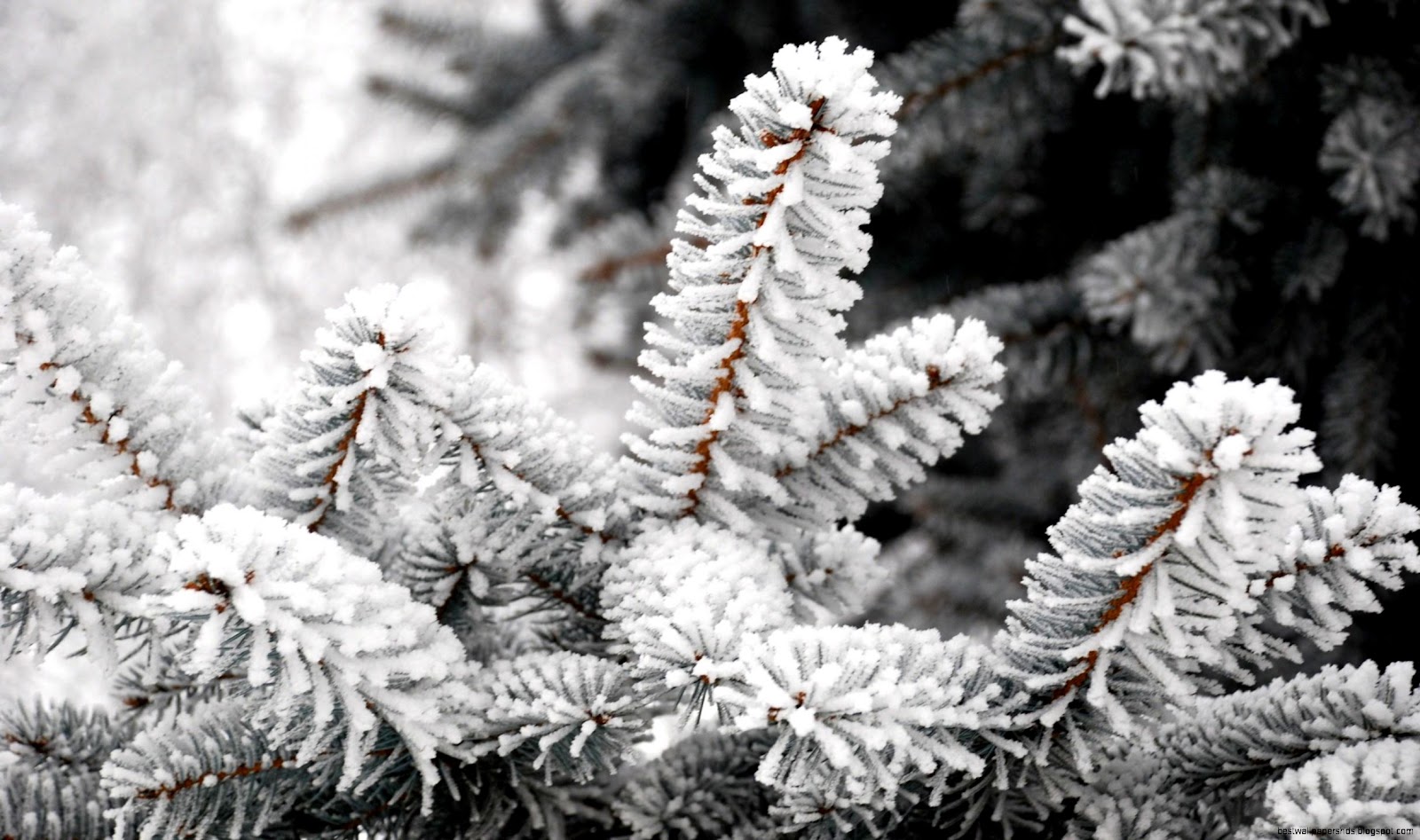 Winter Frost Christmas Tree