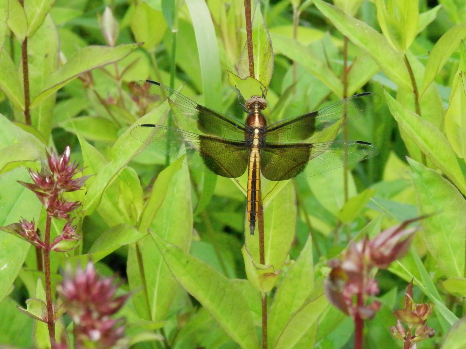 The Philosopher's Stone 2019 Female Widow Skimmer Dragonfly