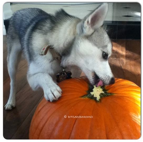 Momo the Alaskan Klee Kai licking his first pumpkin