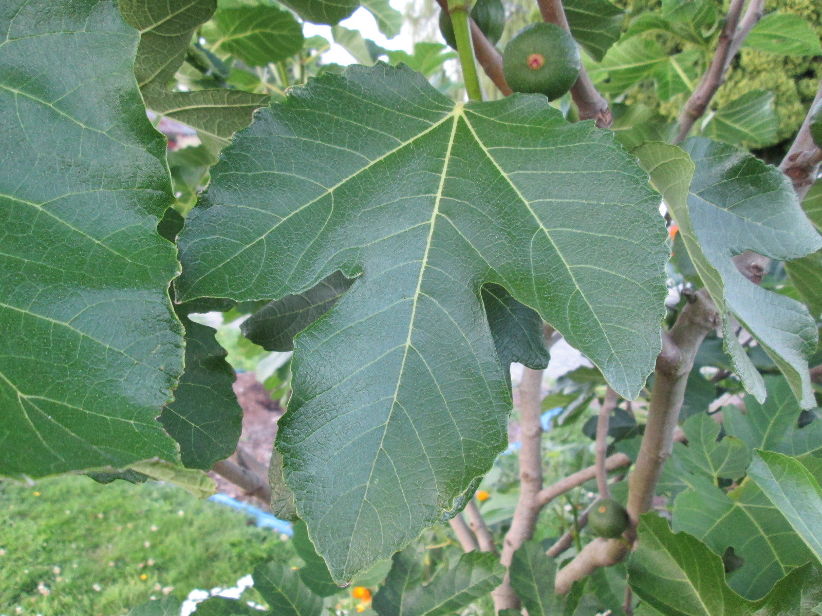 Black Madeira Fig 2 Cuttings 8/"