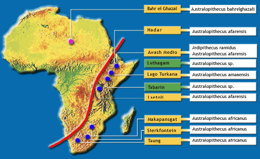 Localización de Australopithecus