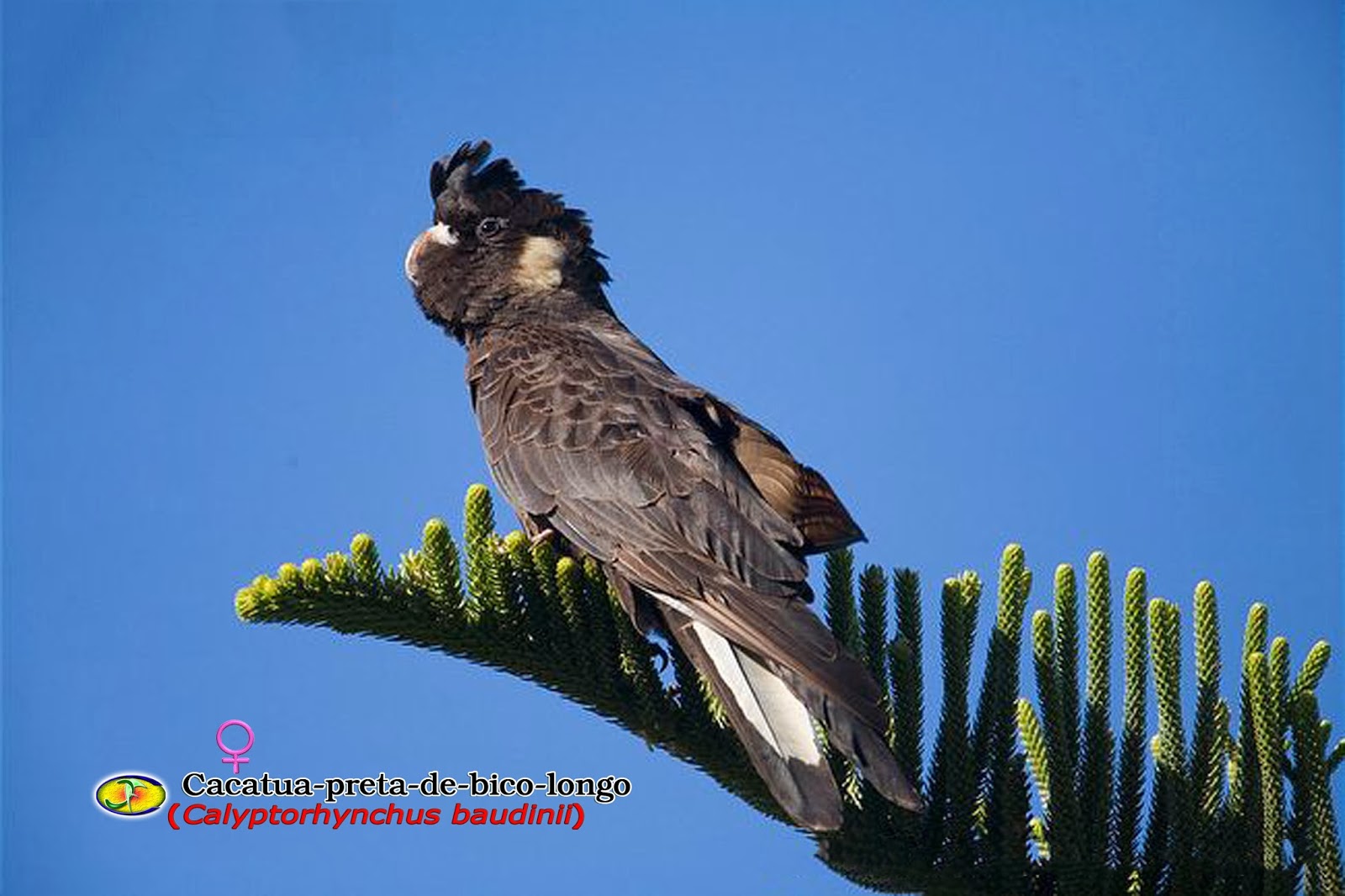 Zoologia Cacatuapretadebicolongo (Calyptorhynchus baudinii)