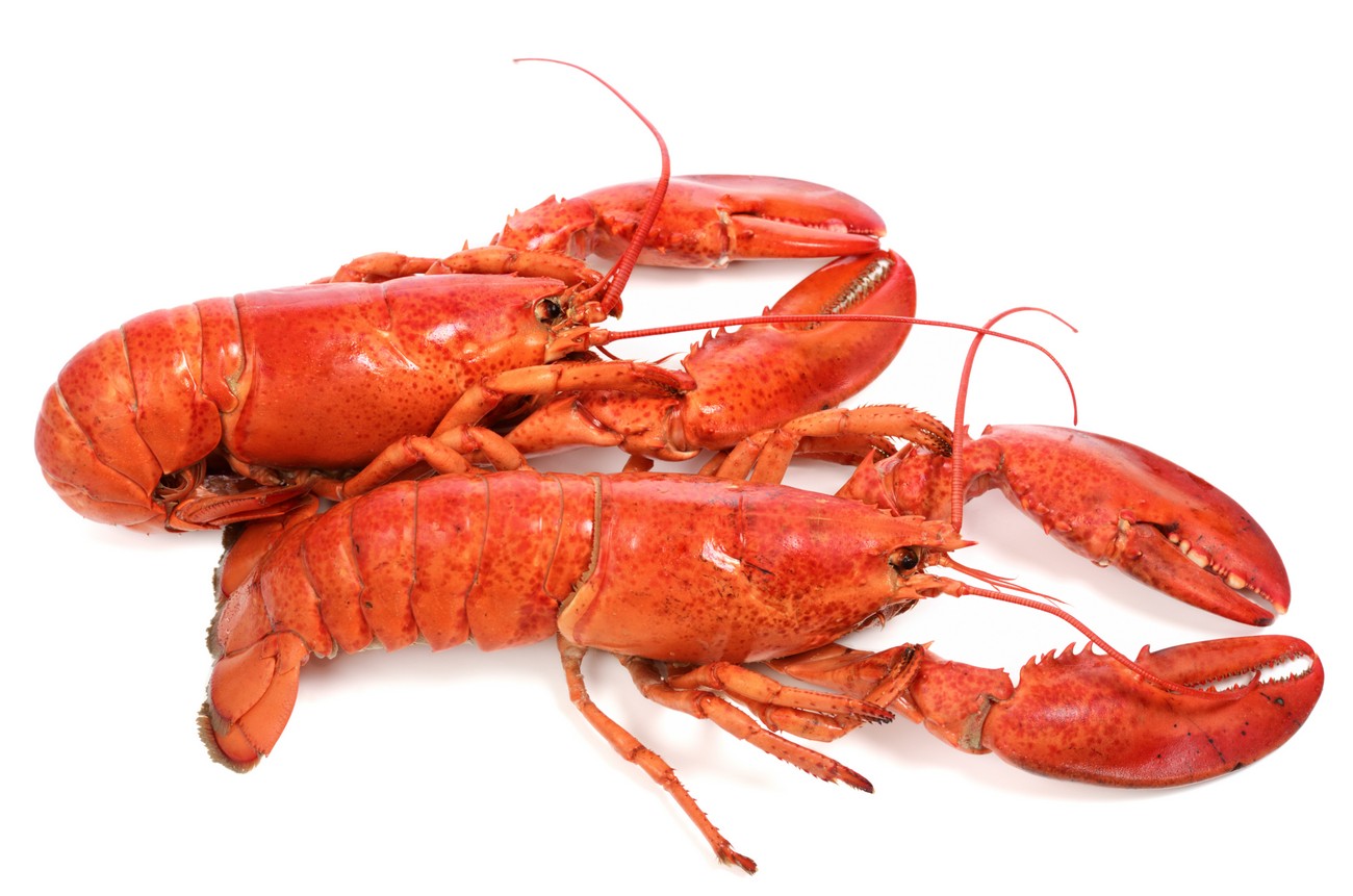 Important Lobster Nutrition Data and Benefit Supplier Fresh Water