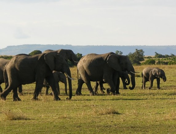 Elephants in Kenya