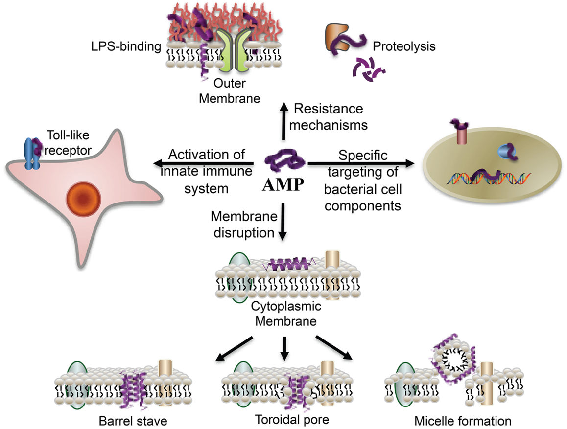 What is Cystic Fibrosis?