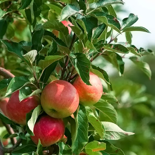 https://www.treesandplants.co.uk/products/Scotch-Brigit-Apple-Trees.html