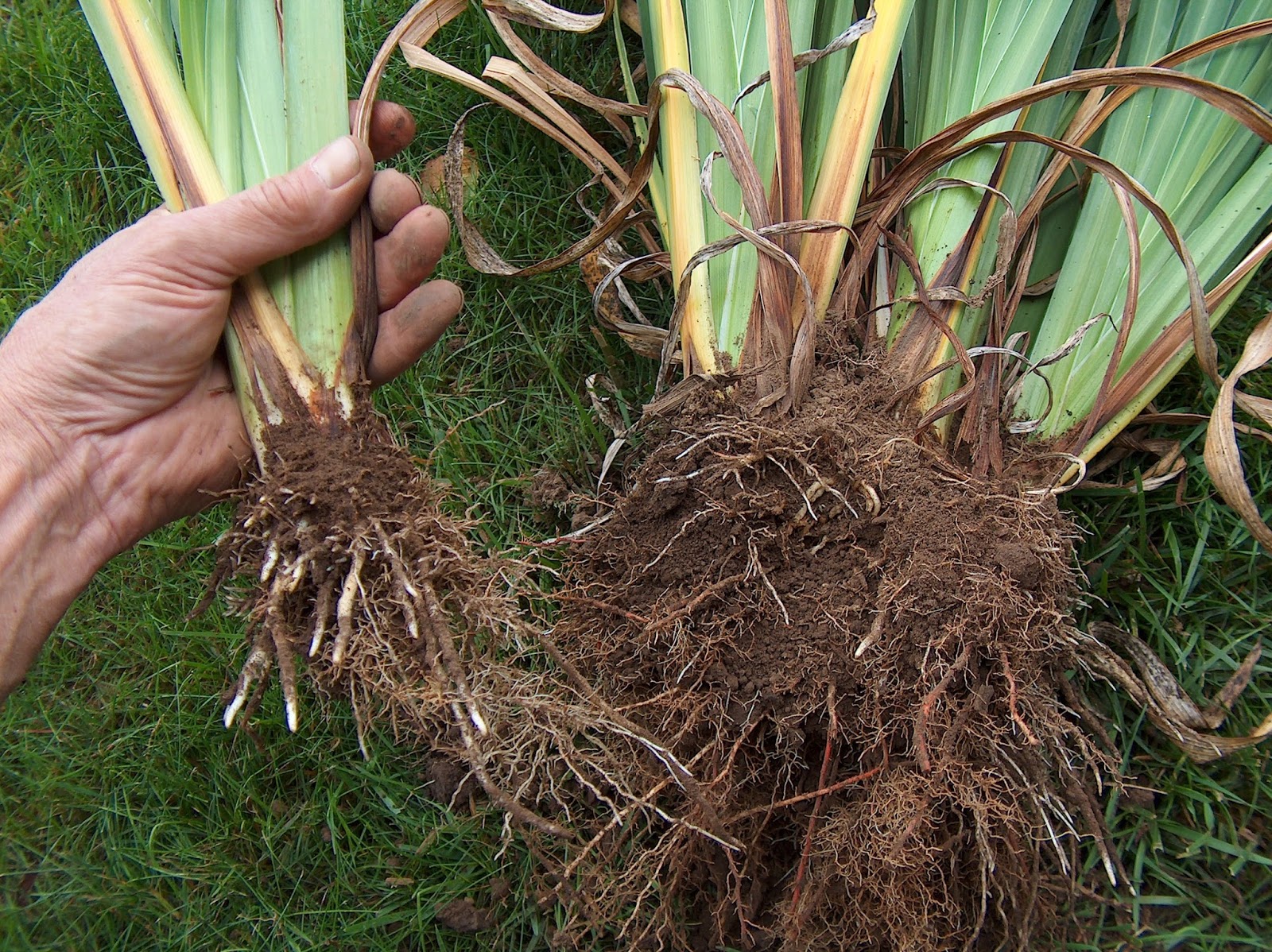World of Irises Growing Japanese Iris Transplanting