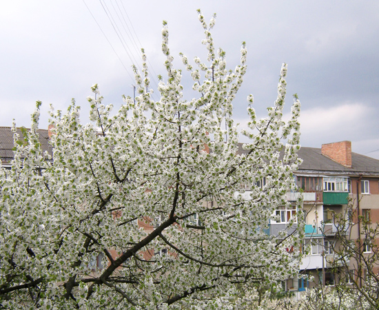 весна в городе, Blossom time