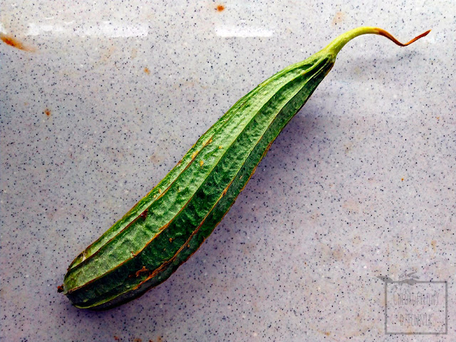 Chińska okra (Luffa acutangula), czyli inaczej trukwa ostrokątna lub gąbczak z rodziny dyniowatych. Ciekawe azjatyckie warzywo, dziwne warzywa, ciekawostki botaniczne, chińskie warzywa. Wygląd, nawa, wzrost, smak, informacje, zdjęcia.