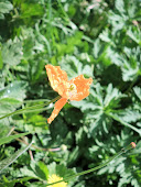 Welsh Poppy Orange