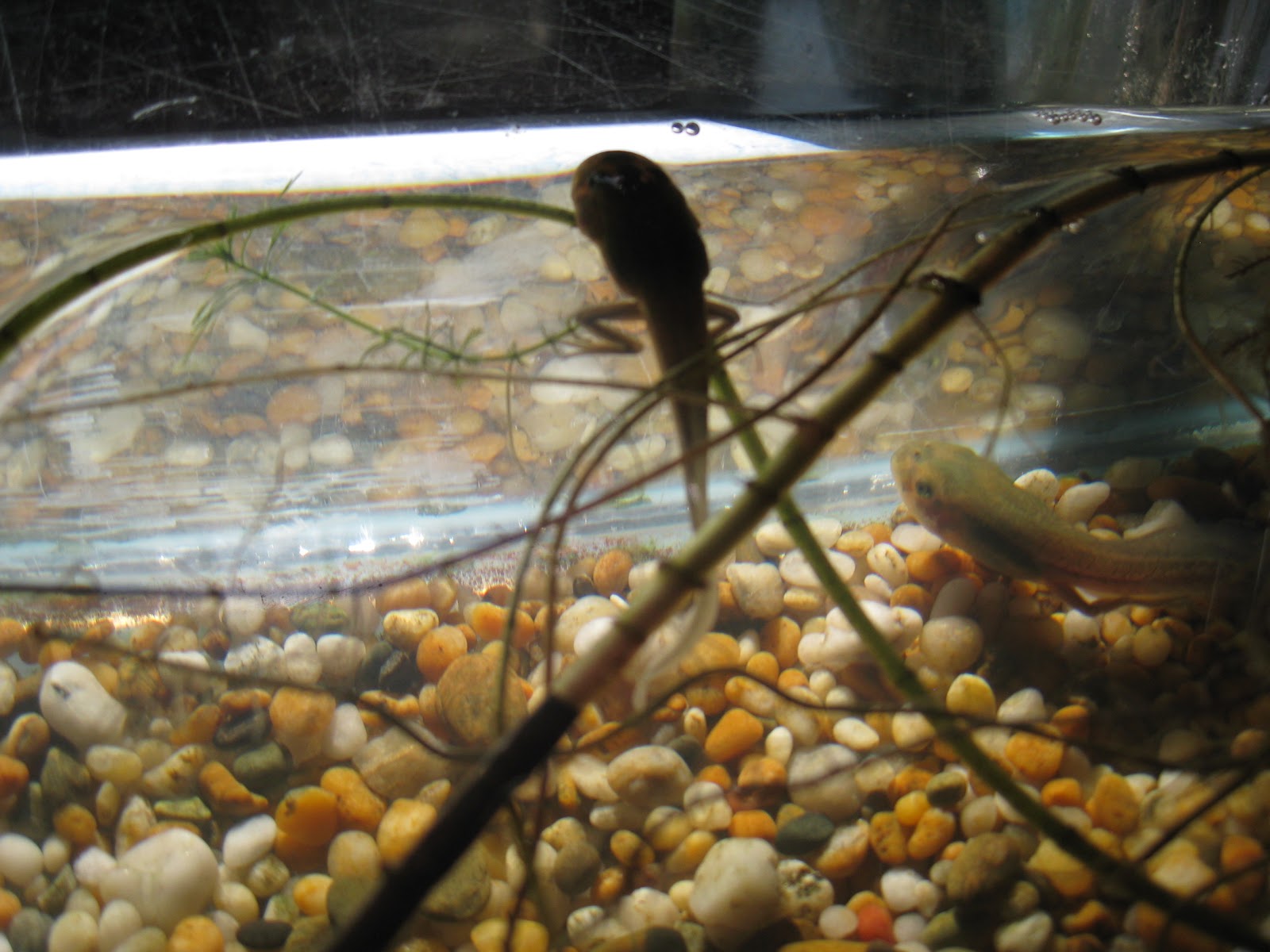Mrs Griffin's Cool Class: Our froglets and thinking about connections