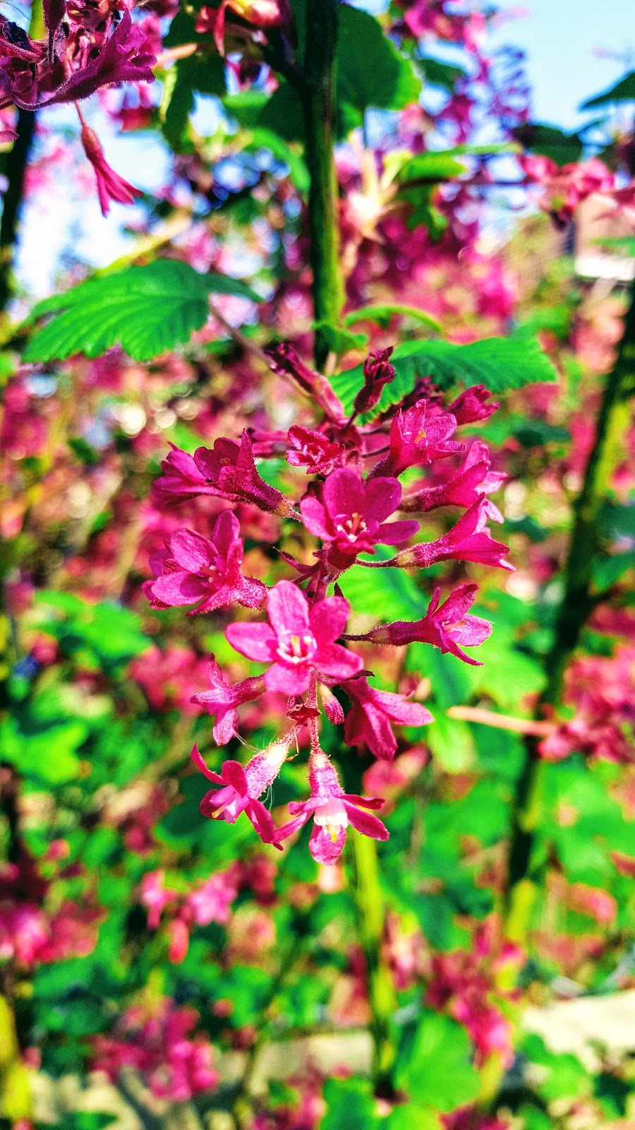 The Wordless or not so Wordless Wednesday Blog Hop.