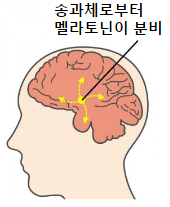 https://x-blueuv.blogspot.com/2016/11/blog-post_13.html 멜라토닌을 철저 해설! 작용은? 어떤 부작용이 있나요? , メラトニンを ...
