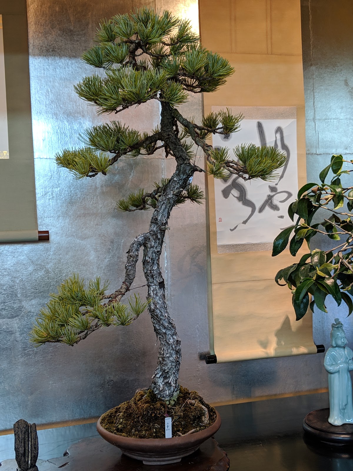 A Trip To Morimae Ginza Bonsai Shop In Tokyo