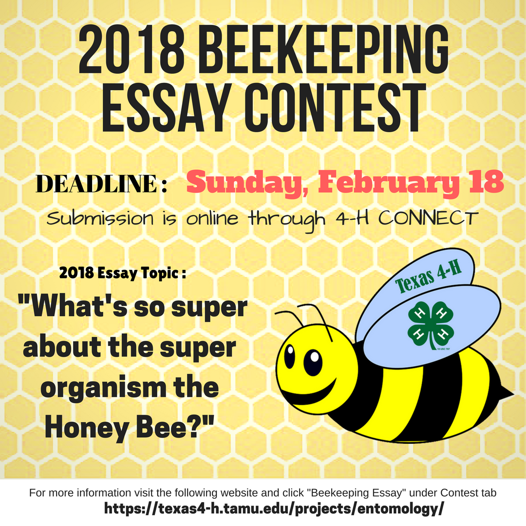 little bee essay