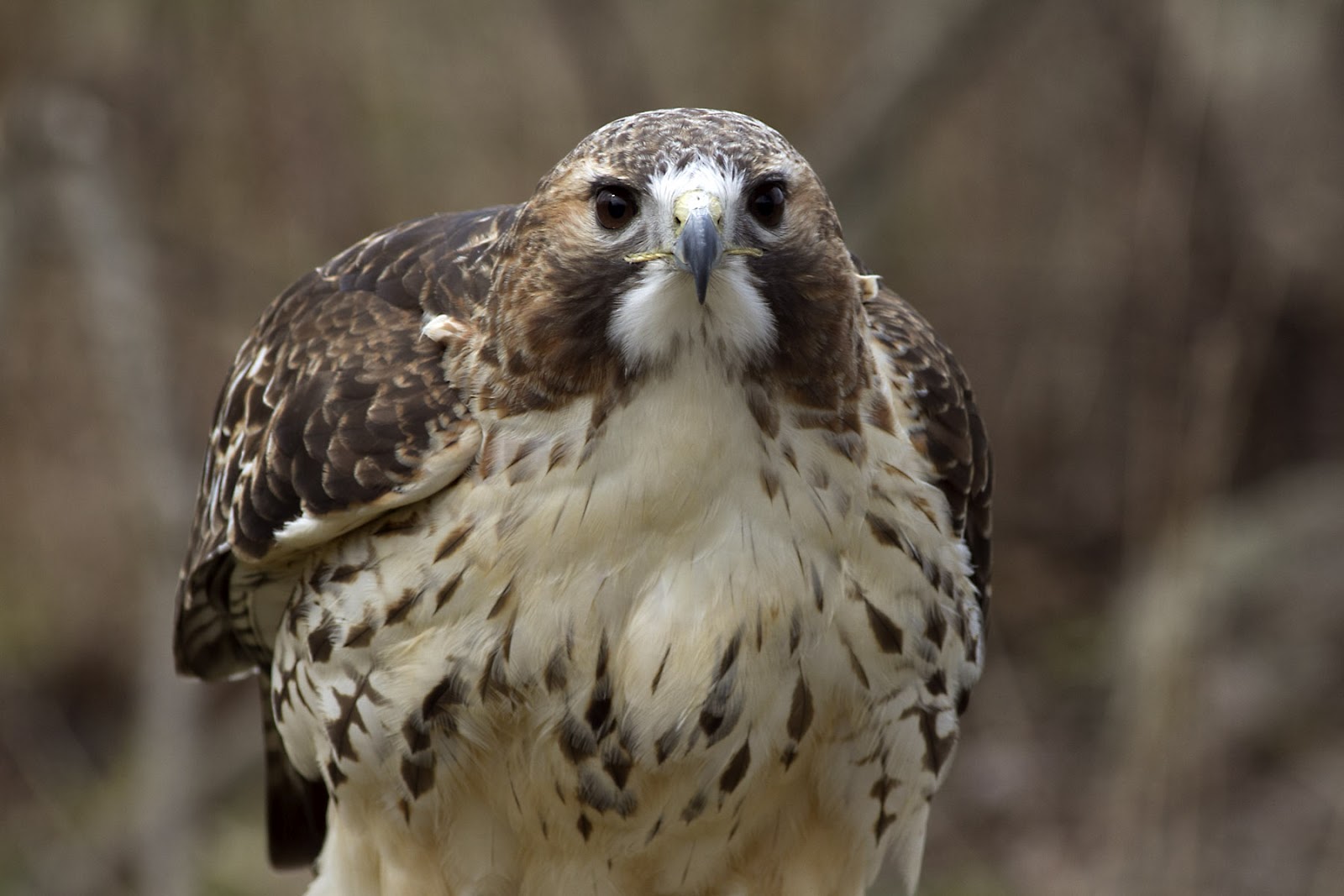 List of Turkey Hawk Picture for Your Project on Animal Picture Society