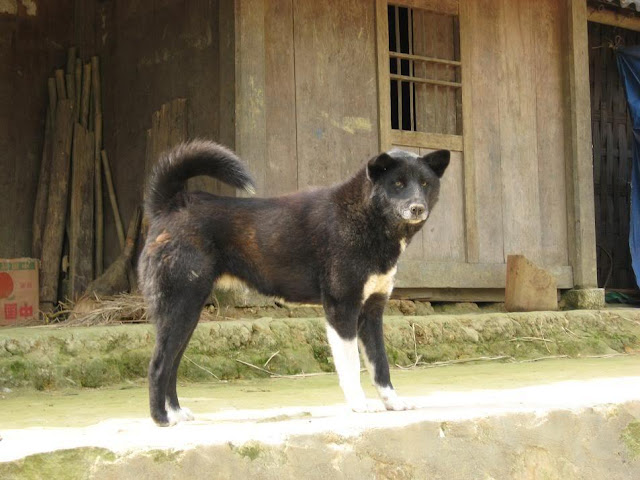 Tổng hợp 9 giống chó ở Việt Nam