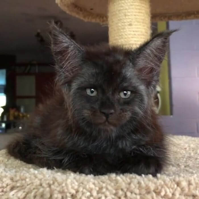 This Cat's Human-Looking Face Can't Be Unseen This Cat's Human-Looking Face Can't Be Unseen