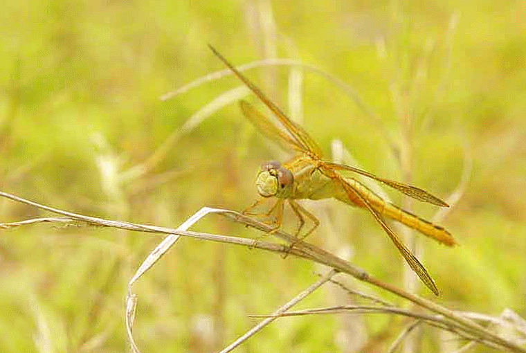 dragonfly,Okukubi River, Kin Town