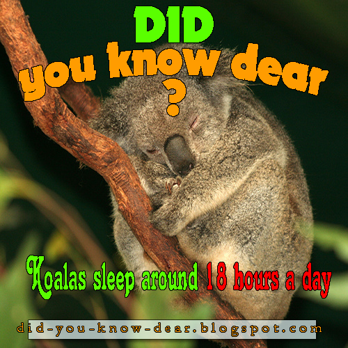 Koalas sleep around 18 hours a day | Did you know