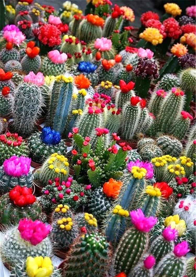 Crisp Types Of Flowering Cactus House Plants Image Nature